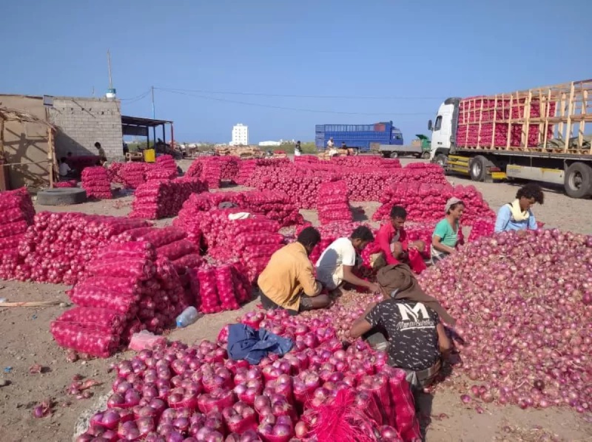 وزارة الزراعة تتراجع عن قرار منع تصدير البصل إلى الخارج