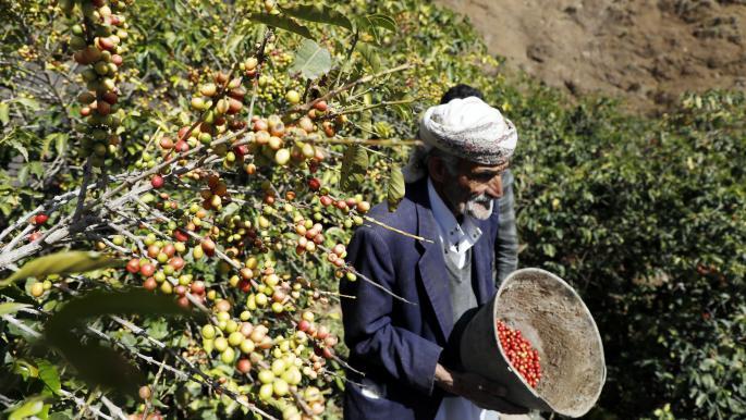 خطر يلتهم اليمن: تغير المناخ يقوض الزراعة ويفاقم أزمة الغذاء