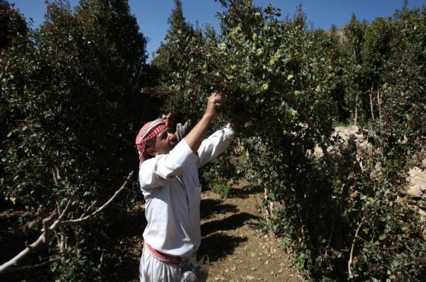 تقرير: زراعة الحبوب في اليمن تصطدم بسطوة القات