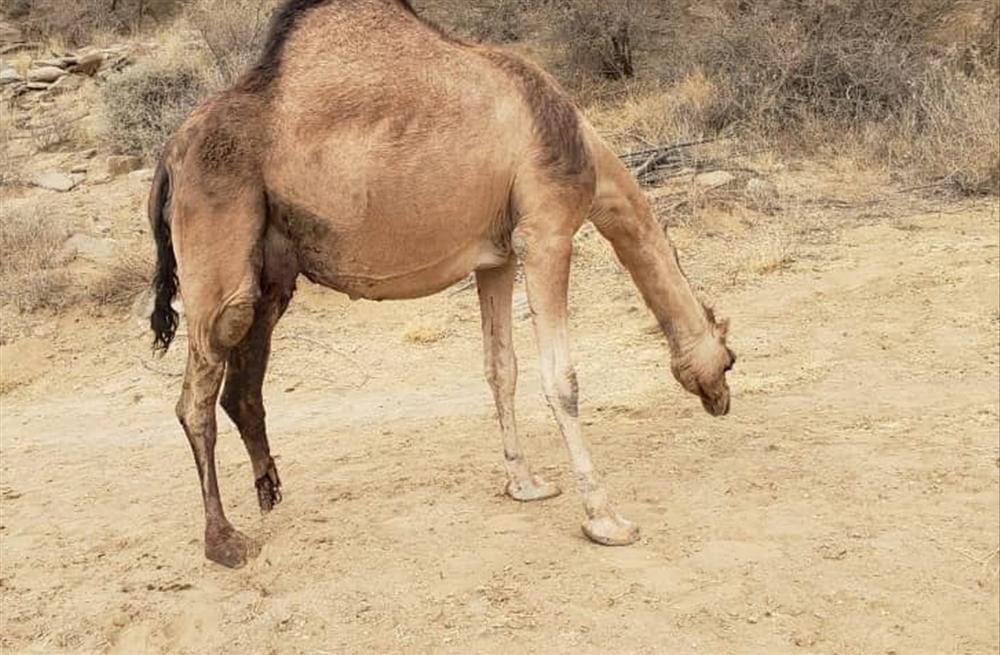 مرصد الألغام: نفوق وإصابة عدد من الإبل بانفجارات ألغام حوثية في حجة